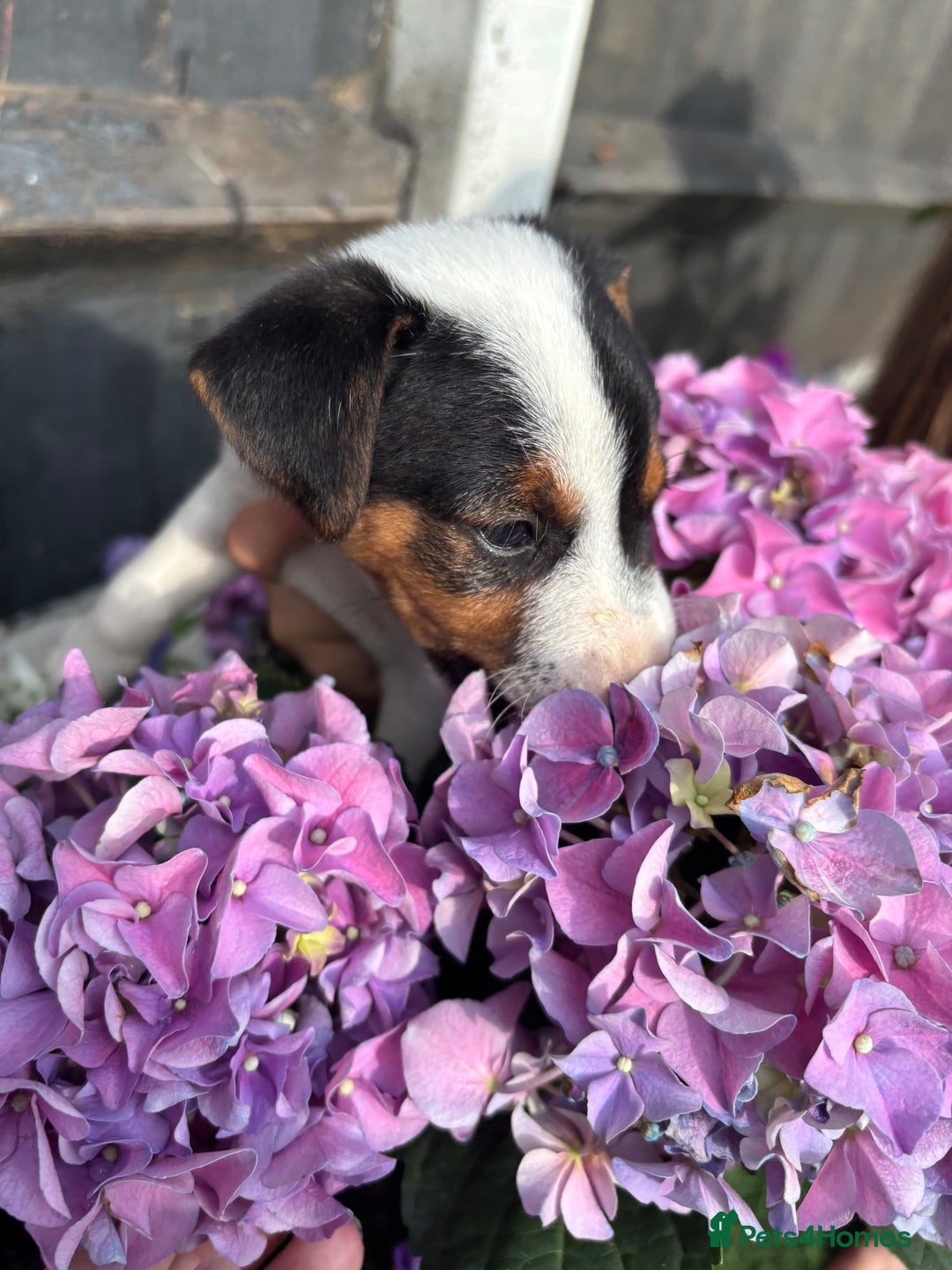 Jack Russell dogs for sale: 1 beautiful Jack Russell boy pup left   - Image 13