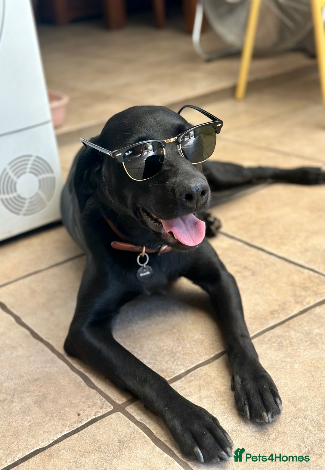 Labrador Retriever dogs for sale: Beautiful Fox Red Lab Bitch  - Advert 6