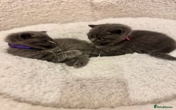 British Shorthair cats for sale: British Shorthair Blue 3 Girls GCCF registered  - Image 2