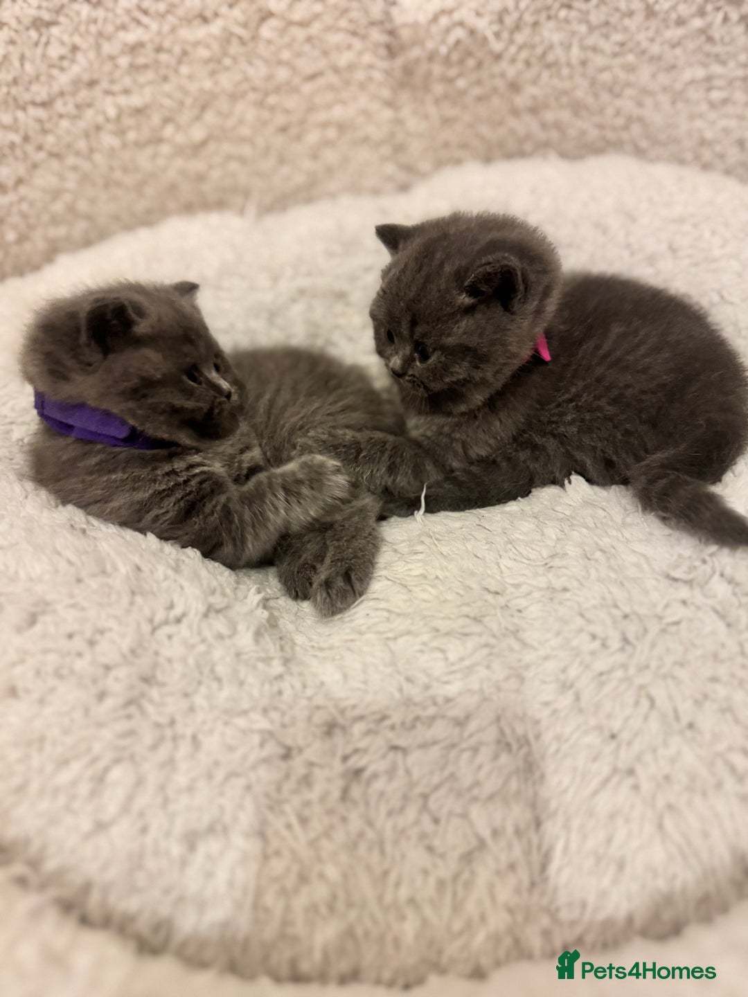 British Shorthair cats for sale: British Shorthair Blue 3 Girls GCCF registered  - Image 2