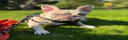 French Bulldog dogs for sale: Beautiful French Bulldog, please read description. - Advert 4