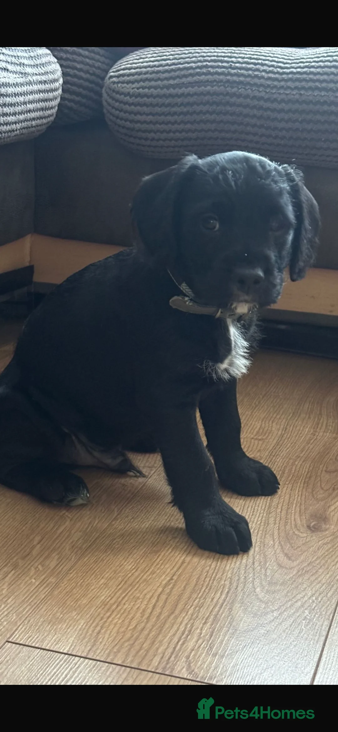 Mixed Breed dogs for sale: Old Tyme English bulldog x poodles “Boodle” pups - Advert 2