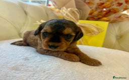 Cockapoo dogs for sale: 4⭐️Licensed F1b Cockapoos Exceptionally Bred - Image 11