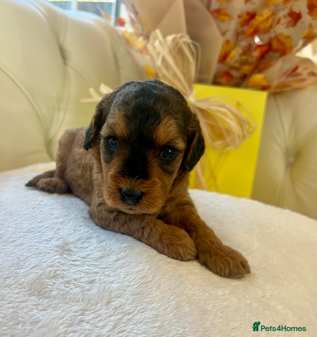 Cockapoo dogs for sale: 4⭐️Licensed F1b Cockapoos Exceptionally Bred - Image 11