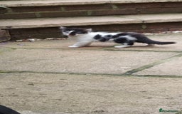 British Longhair cats for sale: ❤️Urgent 2 lovely sweet kitten left - Image 5