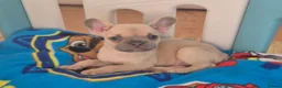 French Bulldog dogs for sale: 5 Beautiful French Bulldogs - Advert 2