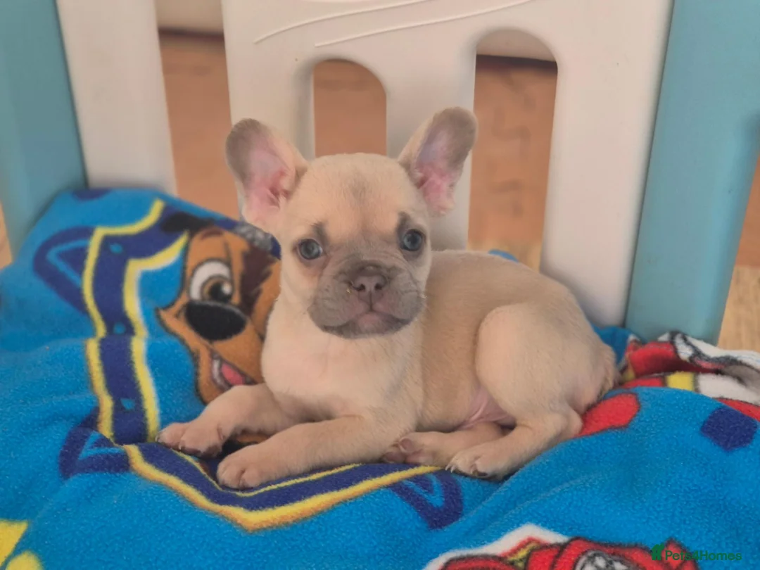French Bulldog dogs for sale: 5 Beautiful French Bulldogs - Advert 2