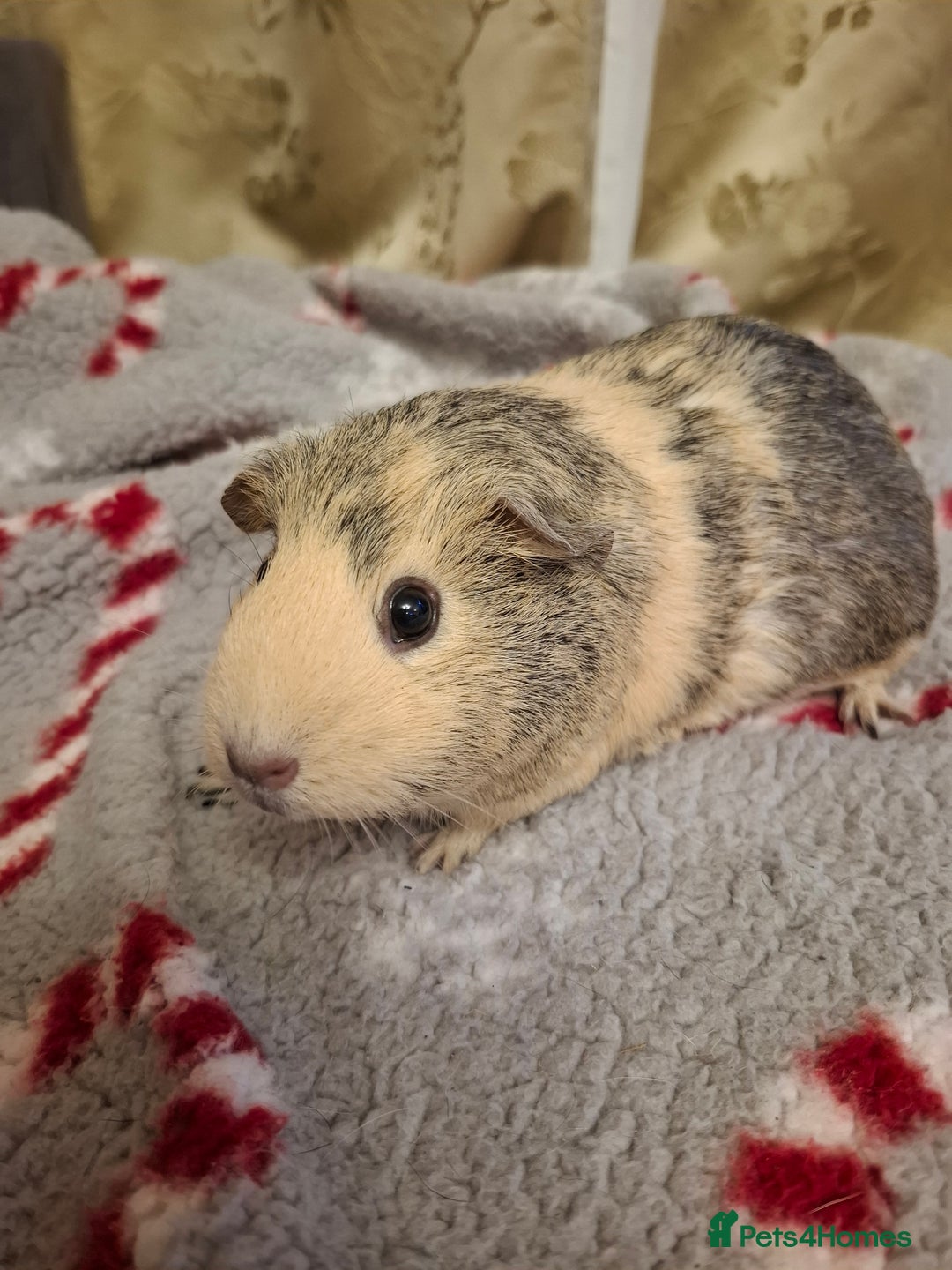 Guinea Pig rodents for sale: Female Guinea Pig Pairs  - Advert 2