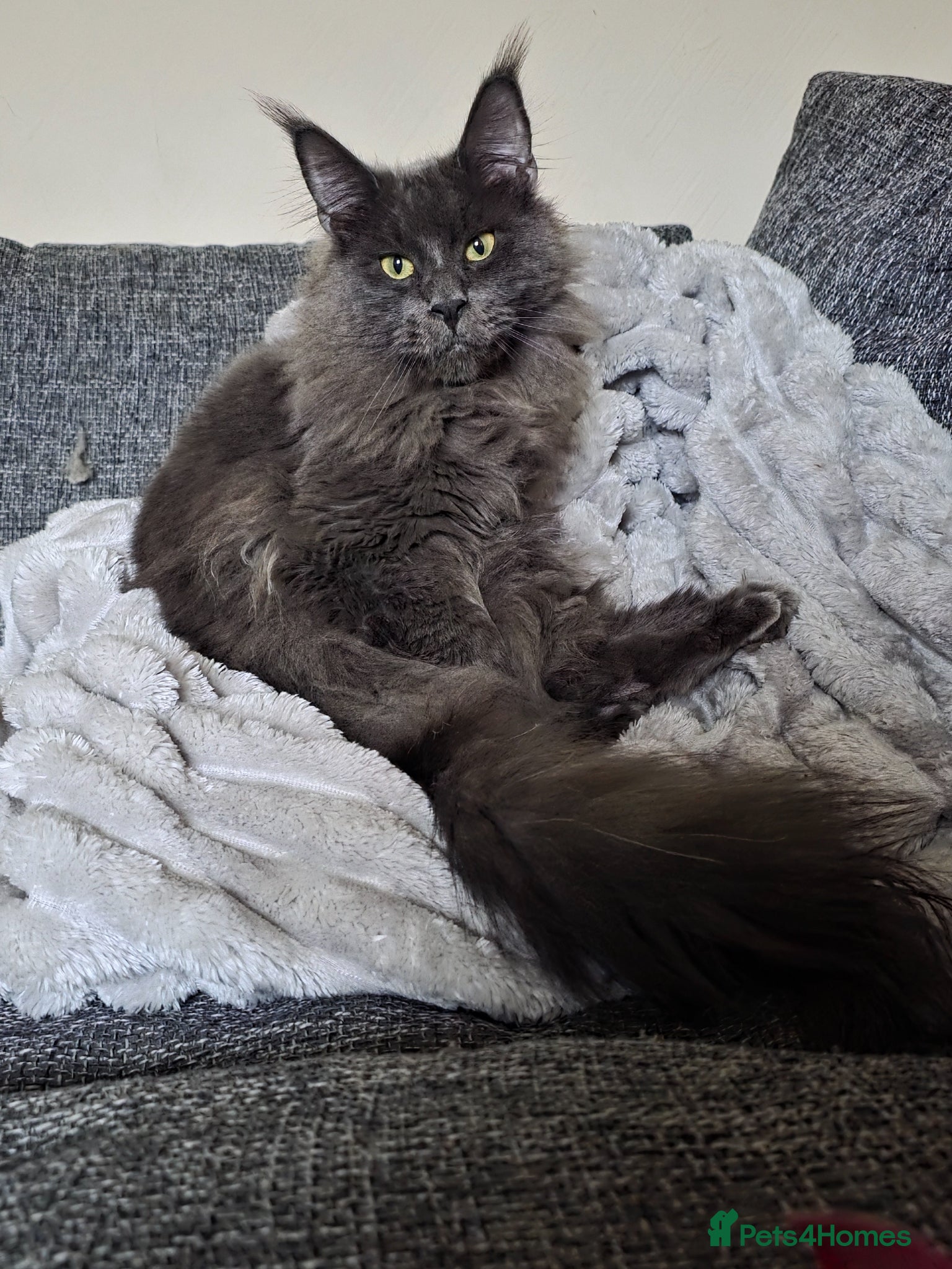 Maine Coon cats Maine Coon Boy - Advert 1