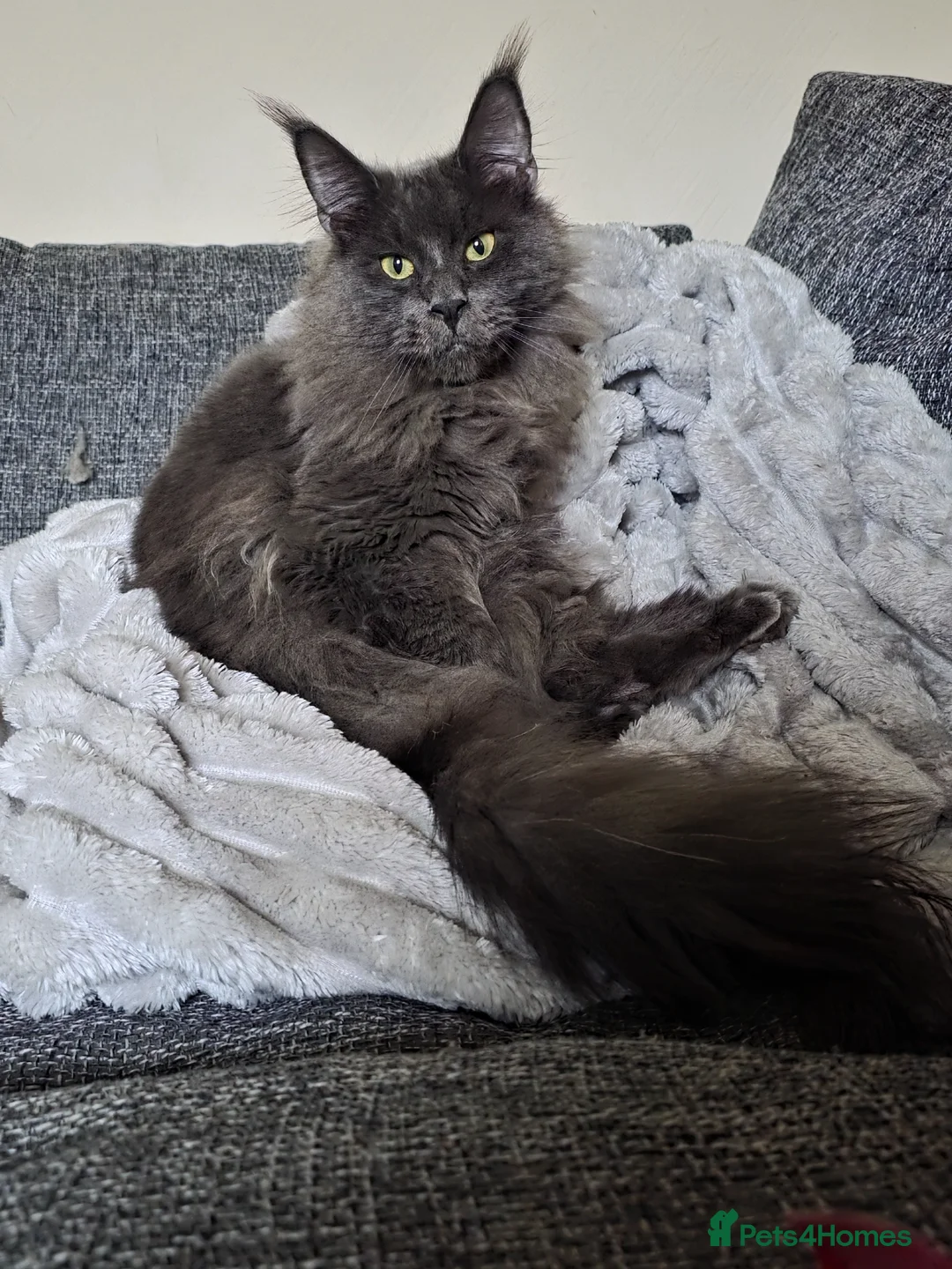 Maine Coon cats for sale: Maine Coon Boy - Advert 1