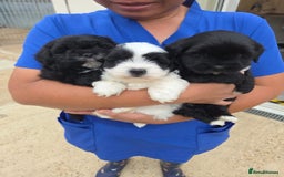 Lhasapoo dogs for sale: Lhasa Apso X  - Image 1