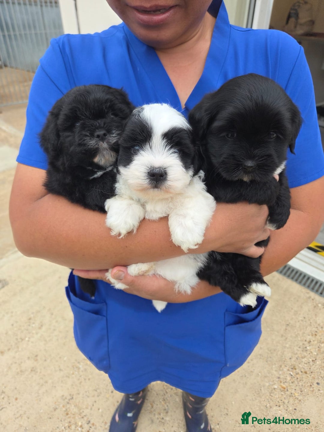 Lhasapoo dogs for sale: Lhasa Apso X  - Image 1