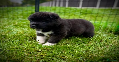Akita dogs - Advert 2