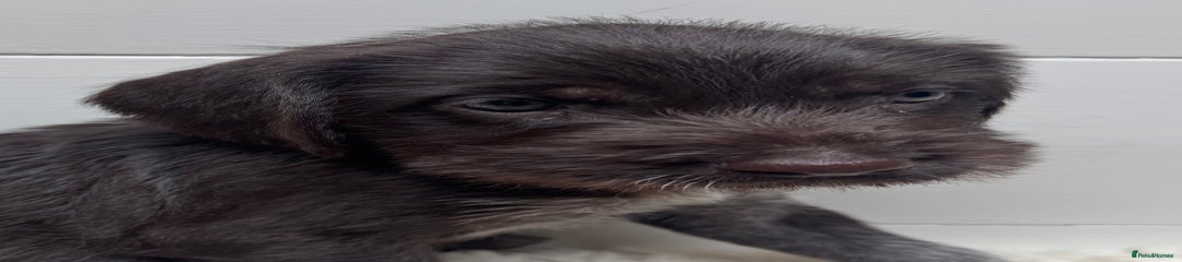 German Wirehaired Pointer Puppy 9 'Foxy'.