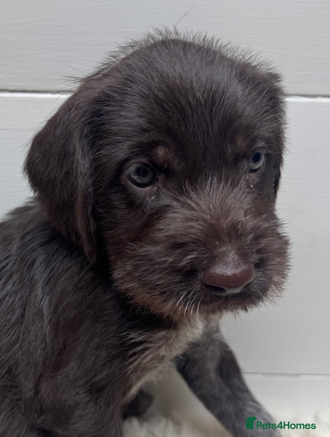 German Wirehaired Pointer dogs for sale: German Wire-haired Pointers of sale - Image 29