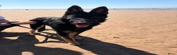 German Shepherd dogs for sale: Apollo - Advert 5