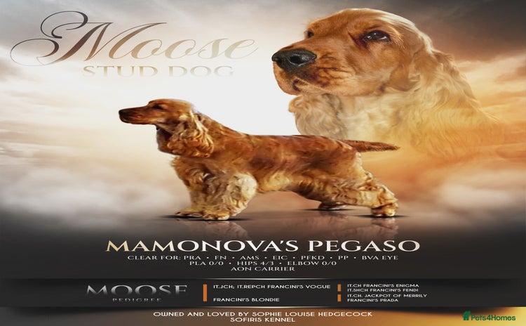 Cocker Spaniel dogs in Wisbech - Advert 18