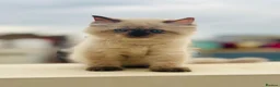 Mixed Breed cats for sale: Lilly rose - Advert 1