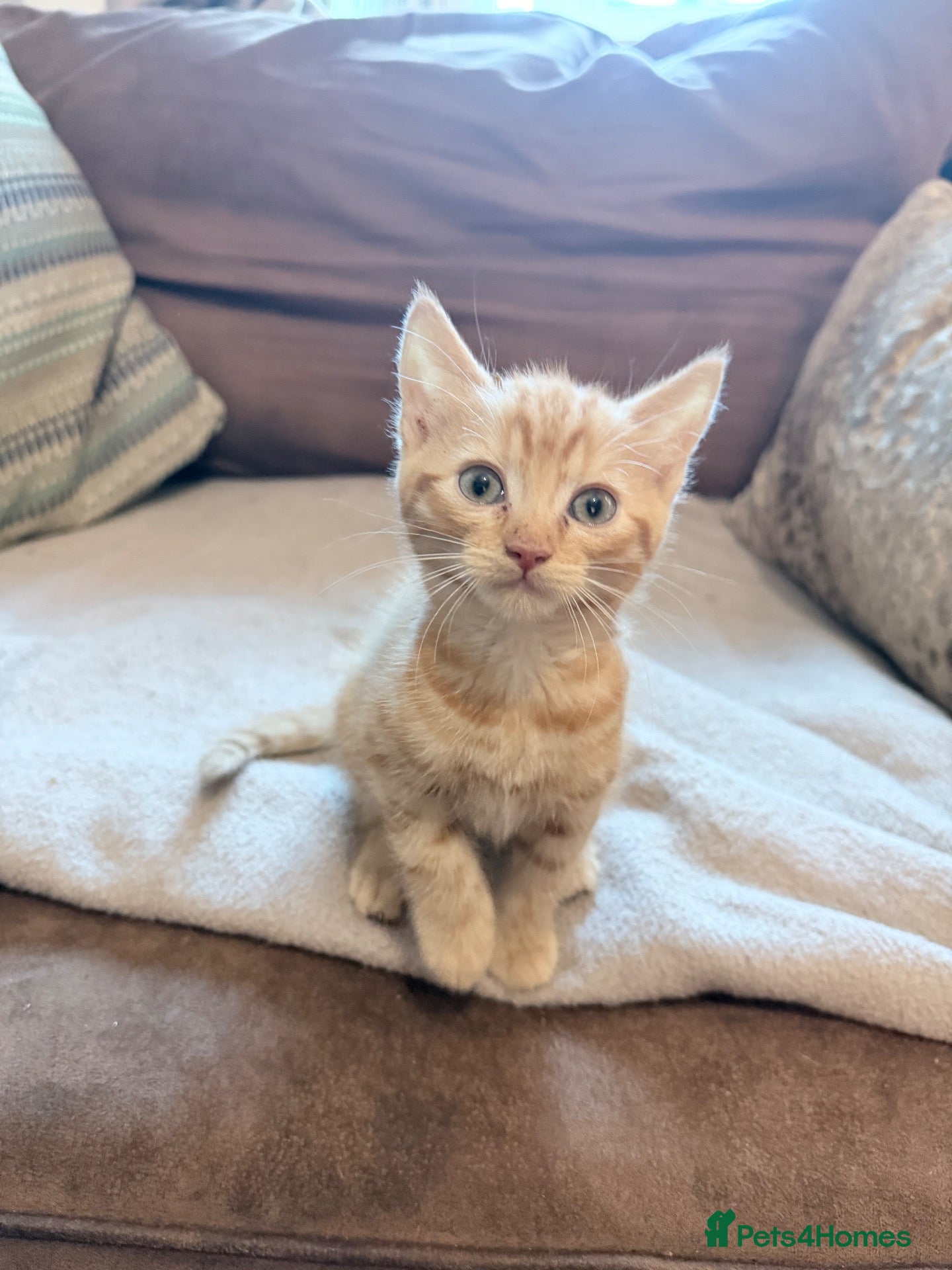 Mixed Breed cats Beautiful kittens ready for loving homes  - Advert 2