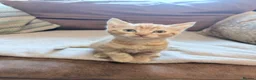 Mixed Breed cats for sale: Beautiful kittens ready for loving homes  - Advert 1