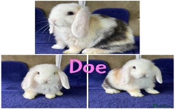 Mini Lop rabbits for sale: Pure breed mini lop  - Image 1