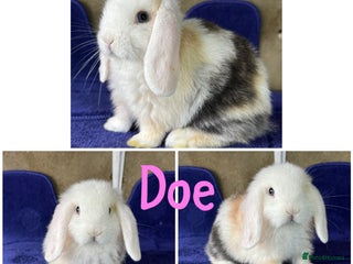 Mini Lop rabbits - Advert 30