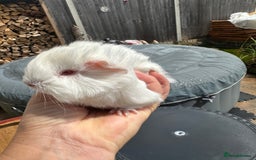 Guinea Pig rodents for sale: 2 pretty baby guinea pigs looking homes. - Image 11