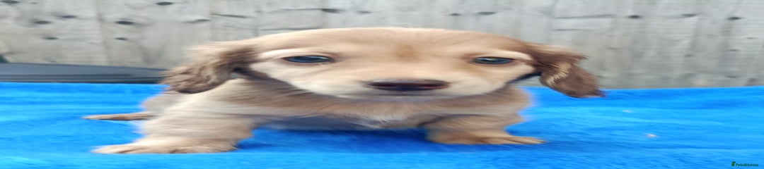 Dachshund Puppy 5