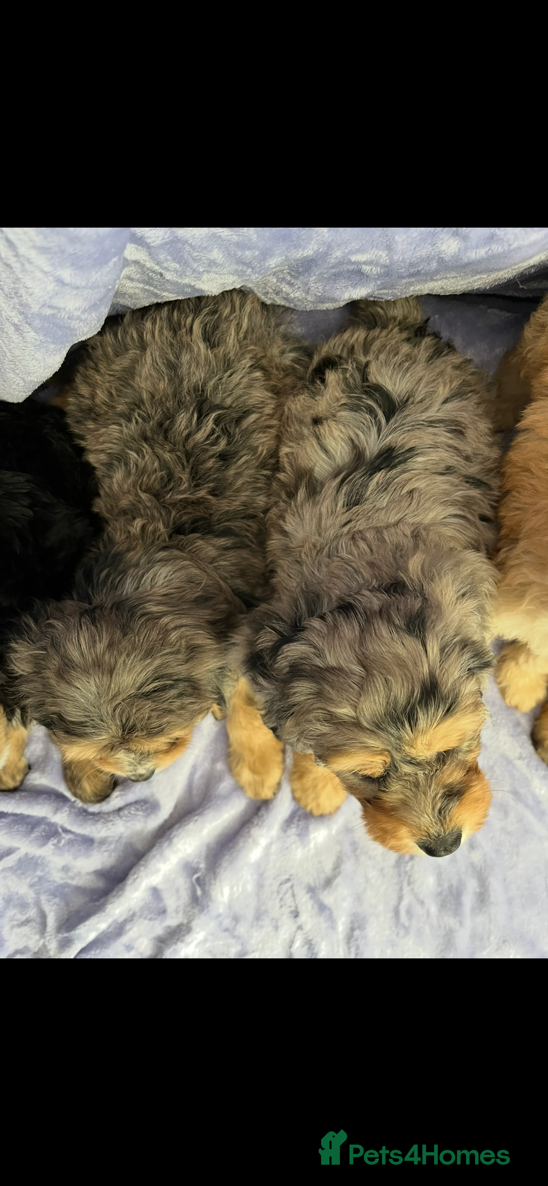 Cavapoo dogs for sale: Stunning rare colour F1 Cavapoo’s  - Image 5