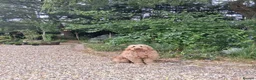 Goldendoodle dogs for sale: Multigen Double Doodle - Advert 23