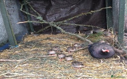 Mixed Breed birds for sale: Guinea Fowl Keets - Image 2