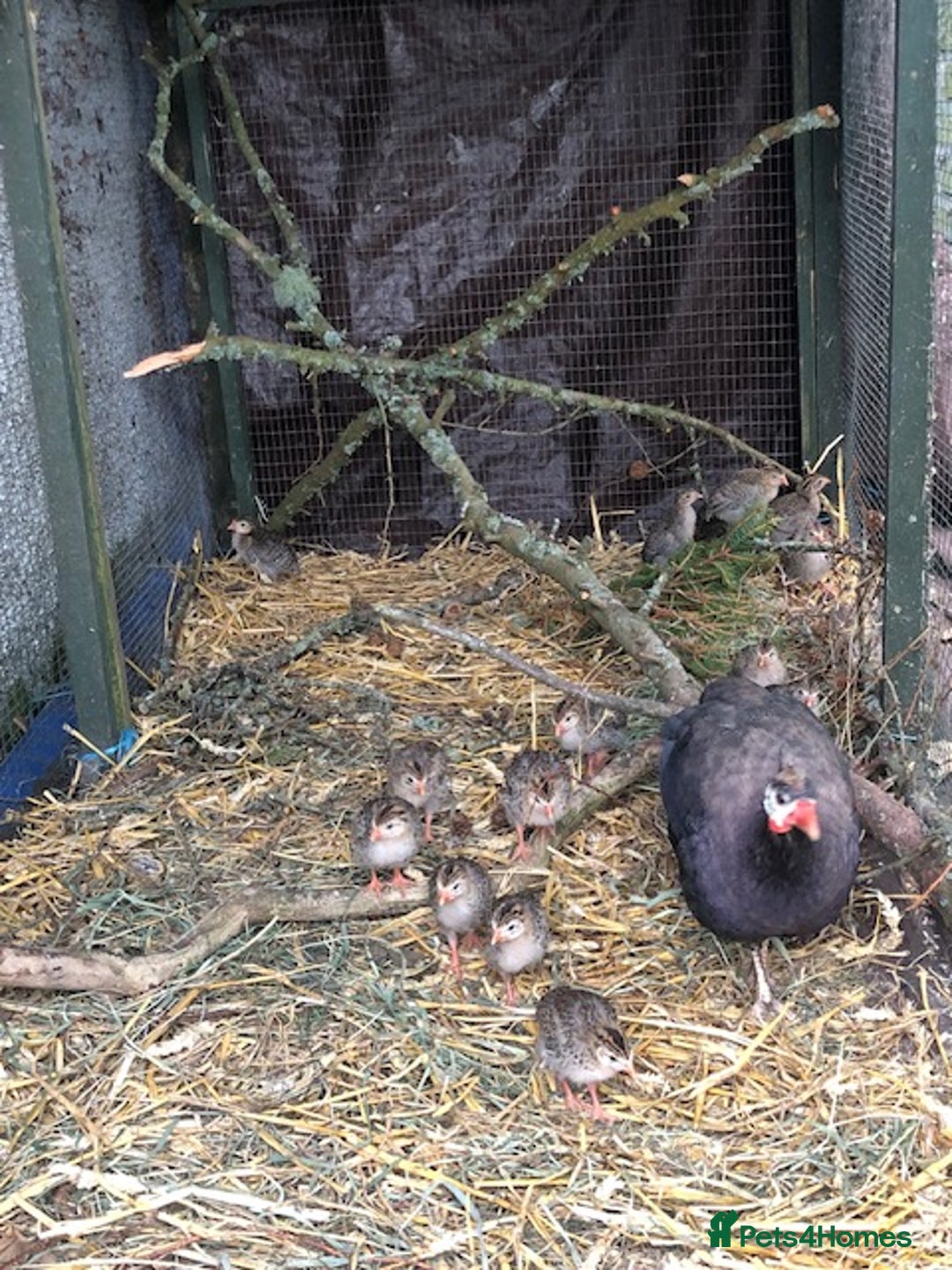 Mixed Breed birds for sale: Guinea Fowl Keets - Image 2