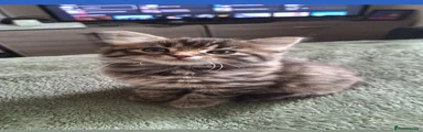 Maine coon girl 