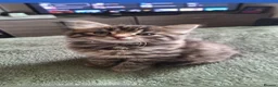 Mixed Breed cats for sale: Maine coon girl and Black Boy ready for new homes  - Advert 2