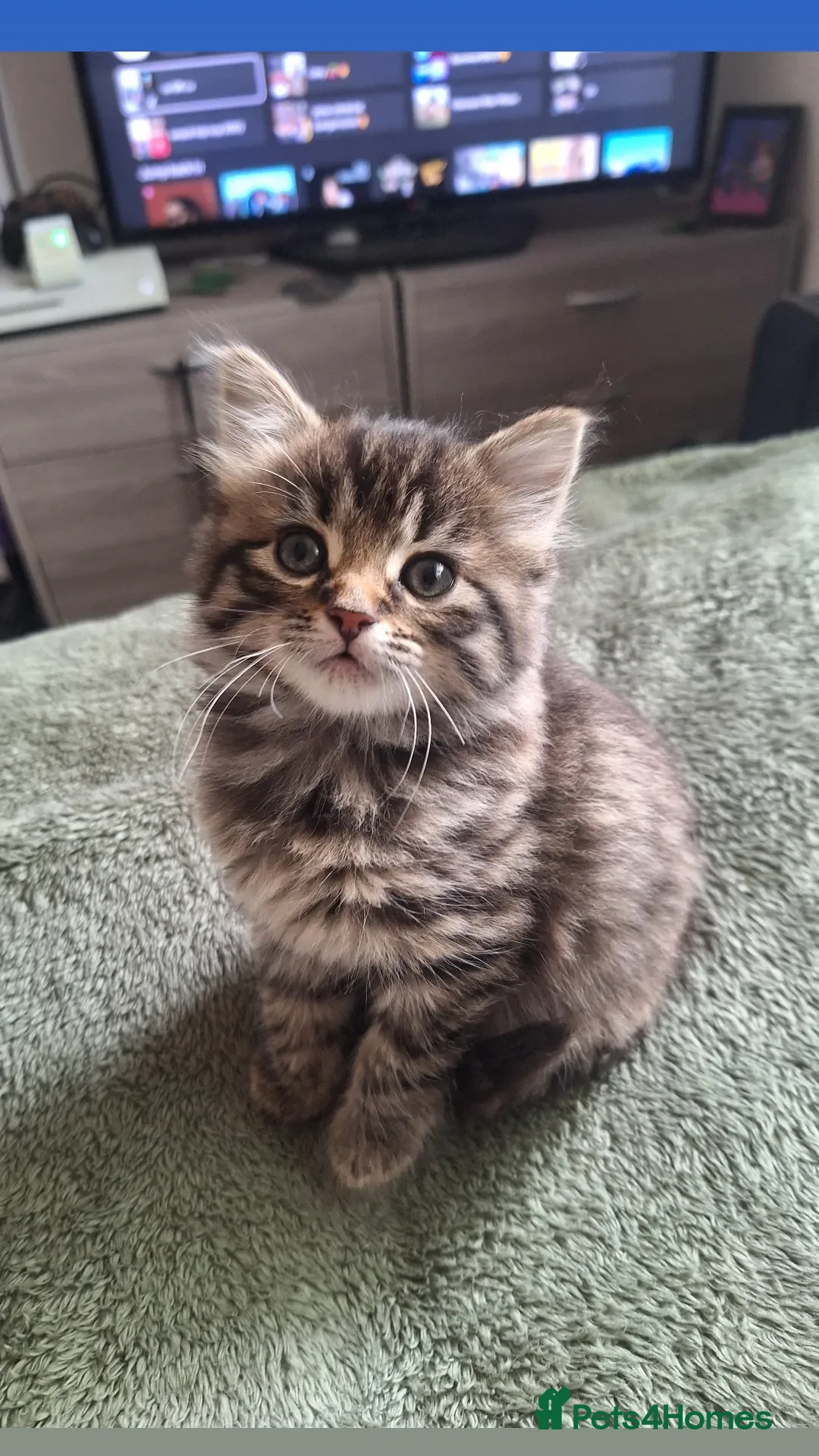 Mixed Breed cats for sale: Maine coon girl and Black Boy ready for new homes  - Advert 2