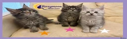 Maine Coon cats for sale: Gorgeous TICA Pedigree Maine Coon Kittens - Advert 6