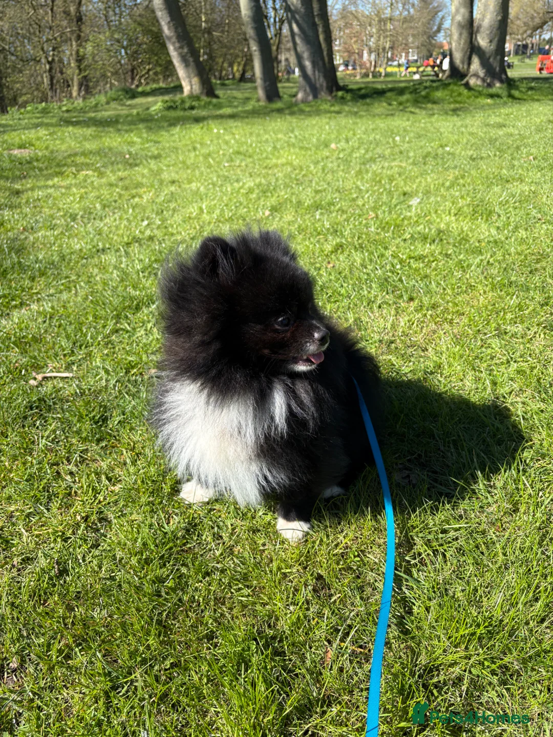 Pomeranian dogs for stud: Beautiful Oliver up for stud! in Filey - Advert 2