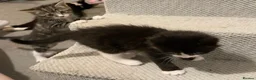 Mixed Breed cats for sale: Rescued, Loved & Ready for Forever 🐾 - Advert 6