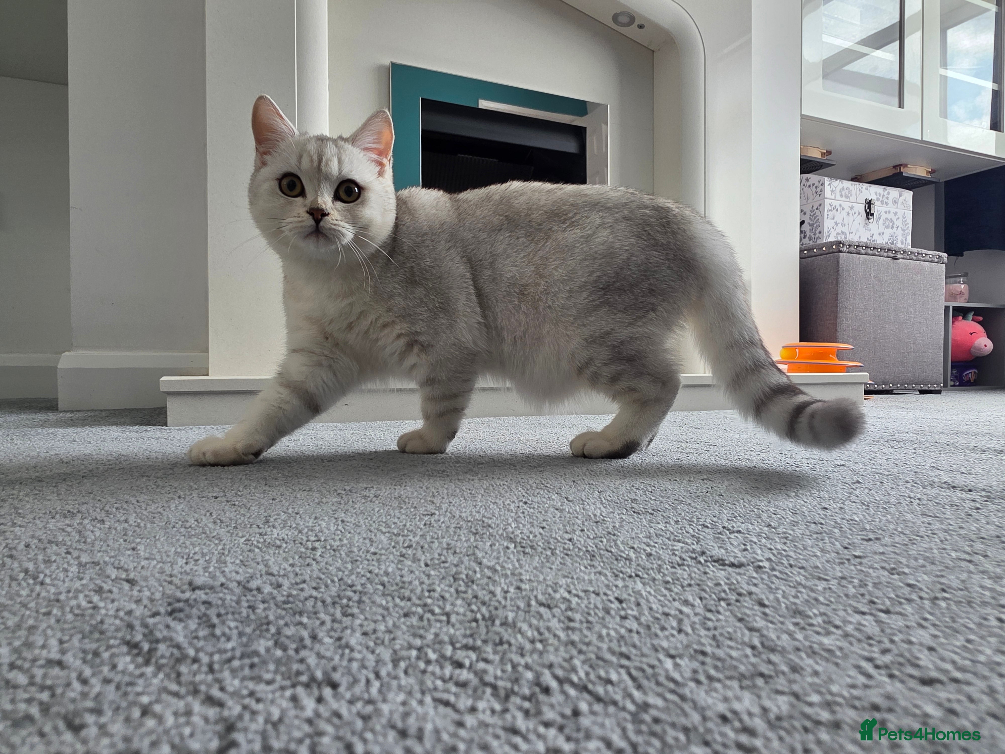 British Shorthair cats British shorthair AY12 and NS12 - Advert 5