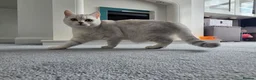 British Shorthair cats for sale: British shorthair AY12 and NS12 - Advert 1