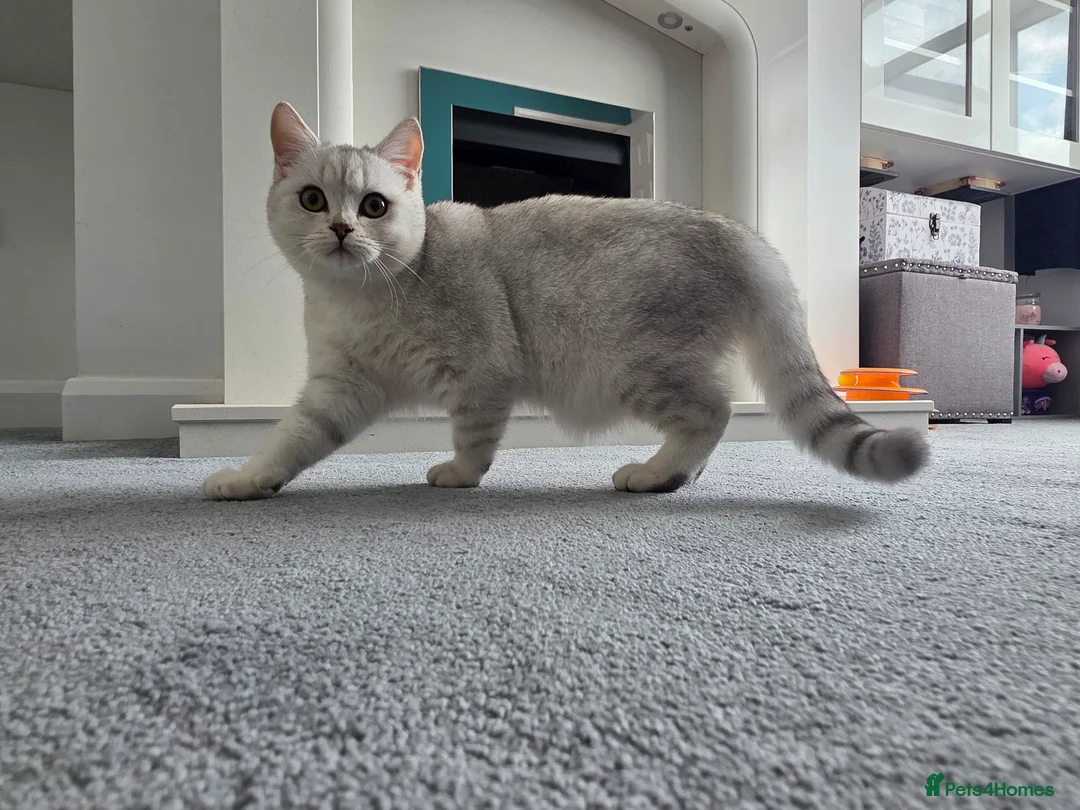 British Shorthair cats for sale: British shorthair AY12 and NS12 - Advert 1