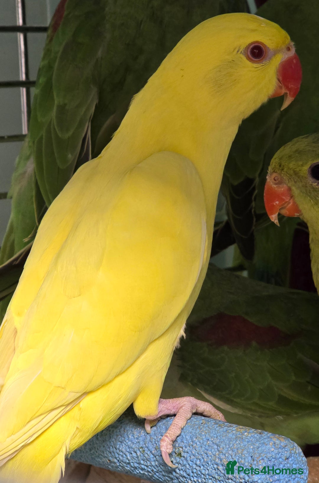 Ringnecks birds for sale: Cheeky Ringnecks, Alexandrine & Rock Pebblar!!! - Advert 5