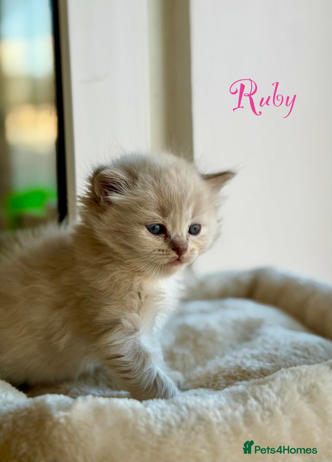 Ragdoll cats for sale: TICA registered cherubim kittens - Advert 20