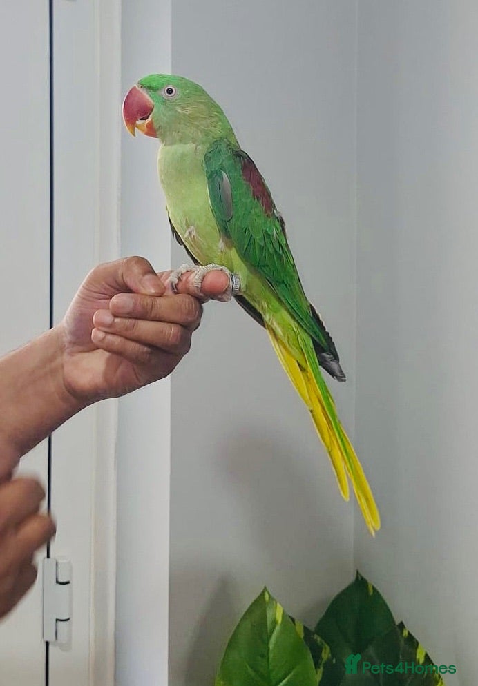 Parrots birds Beautiful hand tamed parrots for sale  - Advert 2