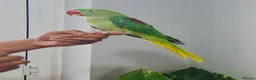 Parrots birds for sale: Beautiful hand tamed parrots for sale  - Advert 2