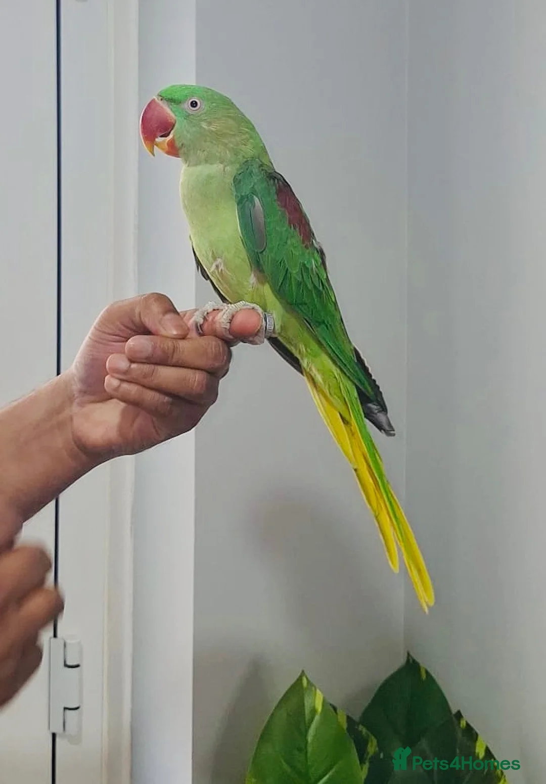 Parrots birds for sale: Beautiful hand tamed parrots for sale  - Advert 2