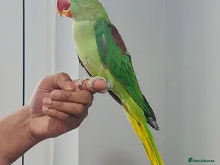 Parrots birds Beautiful hand tamed parrots for sale - Advert 2