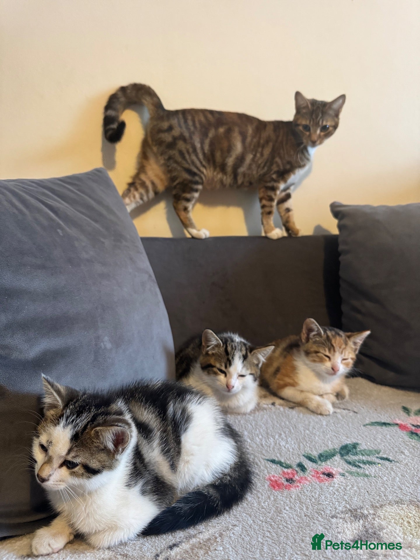 Mixed Breed cats 3 Kittens Looking for Loving Homes - Advert 1