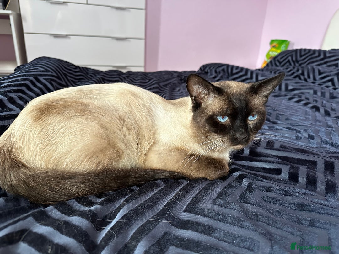 Siamese cats for sale: 3 siamese/ragdoll male kittens - Image 10