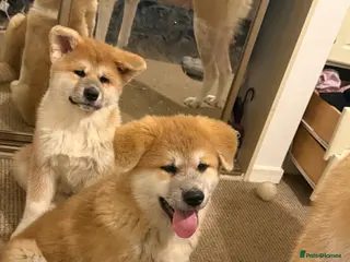 Akita dogs Akita puppy - Advert 9